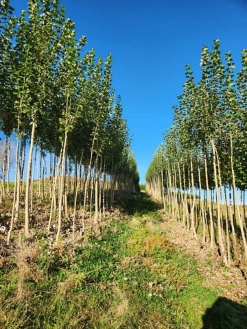 troopers-road-poplar-nursery-nz