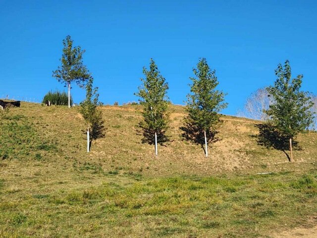 Hillside with trees, poplars provide shelter and shade for cows 