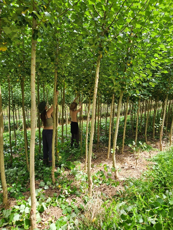 family members working in the poplar nursery 