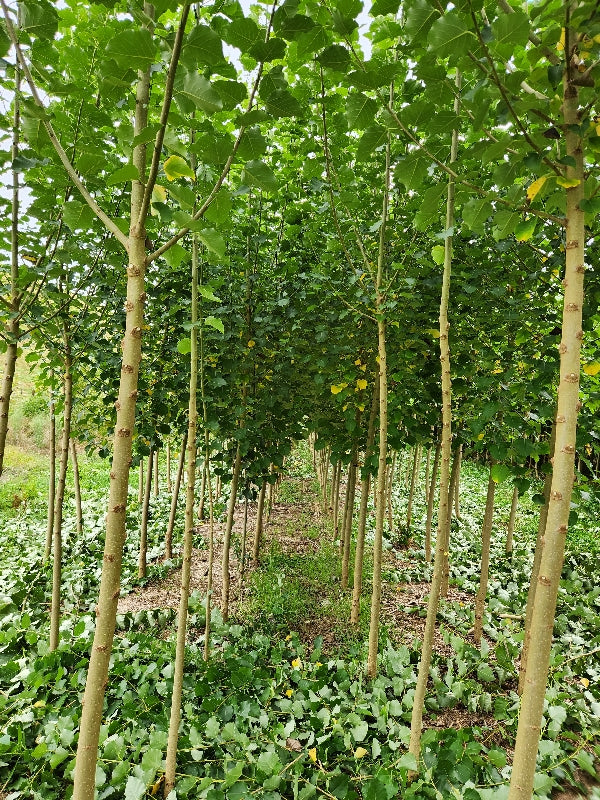 rows of shinsei poplar trees at our nursery in the king country 