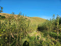 Poplars are the perfect tree for hill country 