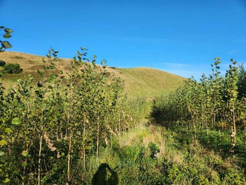 Poplars are the perfect tree for hill country 