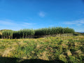 photo of our tree nursery in the King Country 