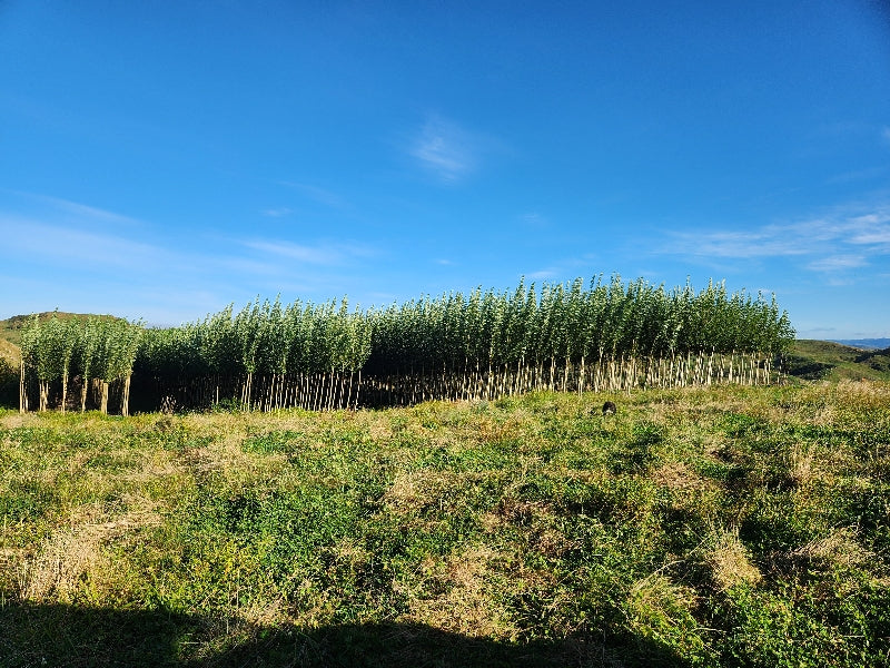 photo of our tree nursery in the King Country 