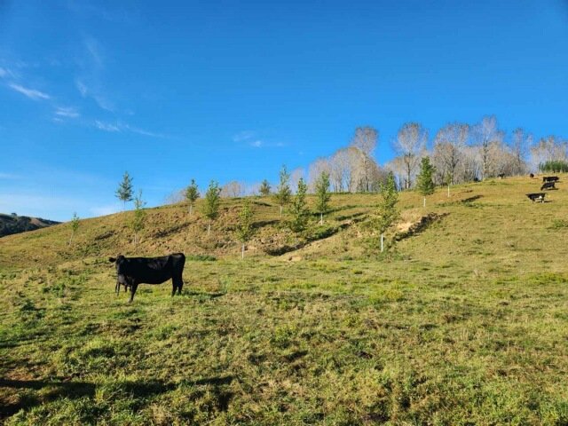 Cow standing on a grassy hill with trees and a clear blue sky, trees are poplars planted to provide erosion control on hills and shelter for stock 