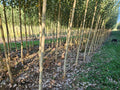 photo of our troopers road nursery in the waikato , our farm dog sid included in background 