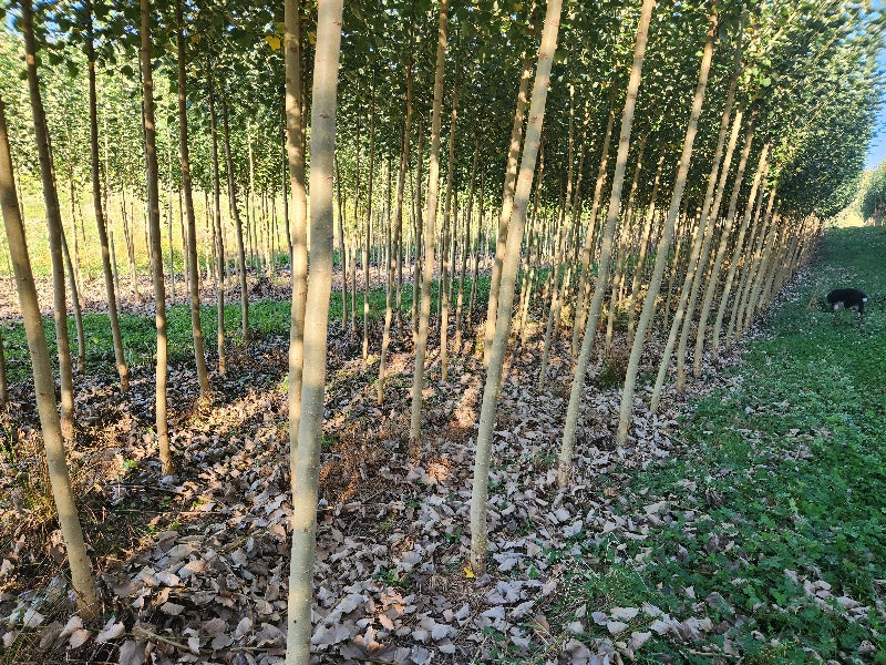 photo of our troopers road nursery in the waikato , our farm dog sid included in background 
