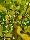 shinsei poplar leaves grow fast , this is a close up photo of our trees