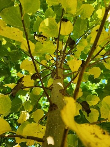 shinsei poplar leaves grow fast , this is a close up photo of our trees