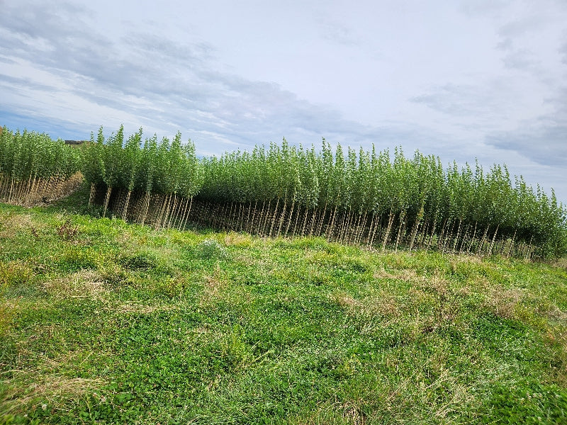 troopers nursery in tekuiti specializes in poplars