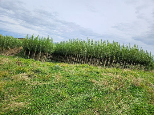 troopers nursery in tekuiti specializes in poplars